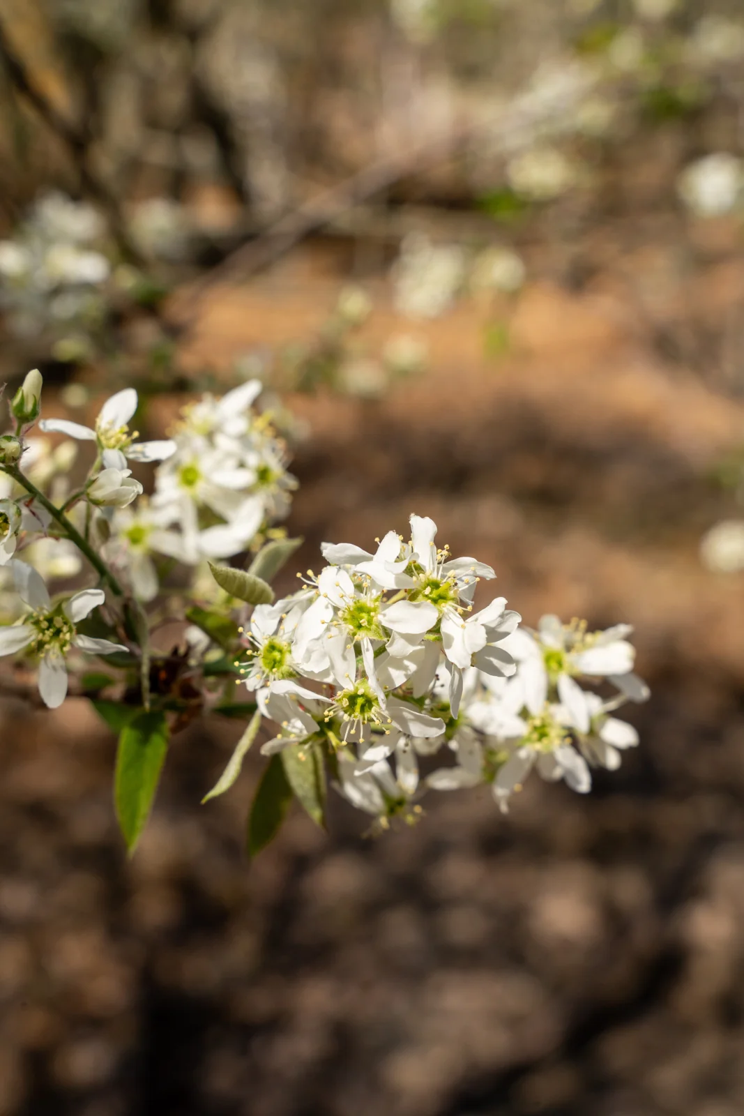 Amelanchier lamarckii