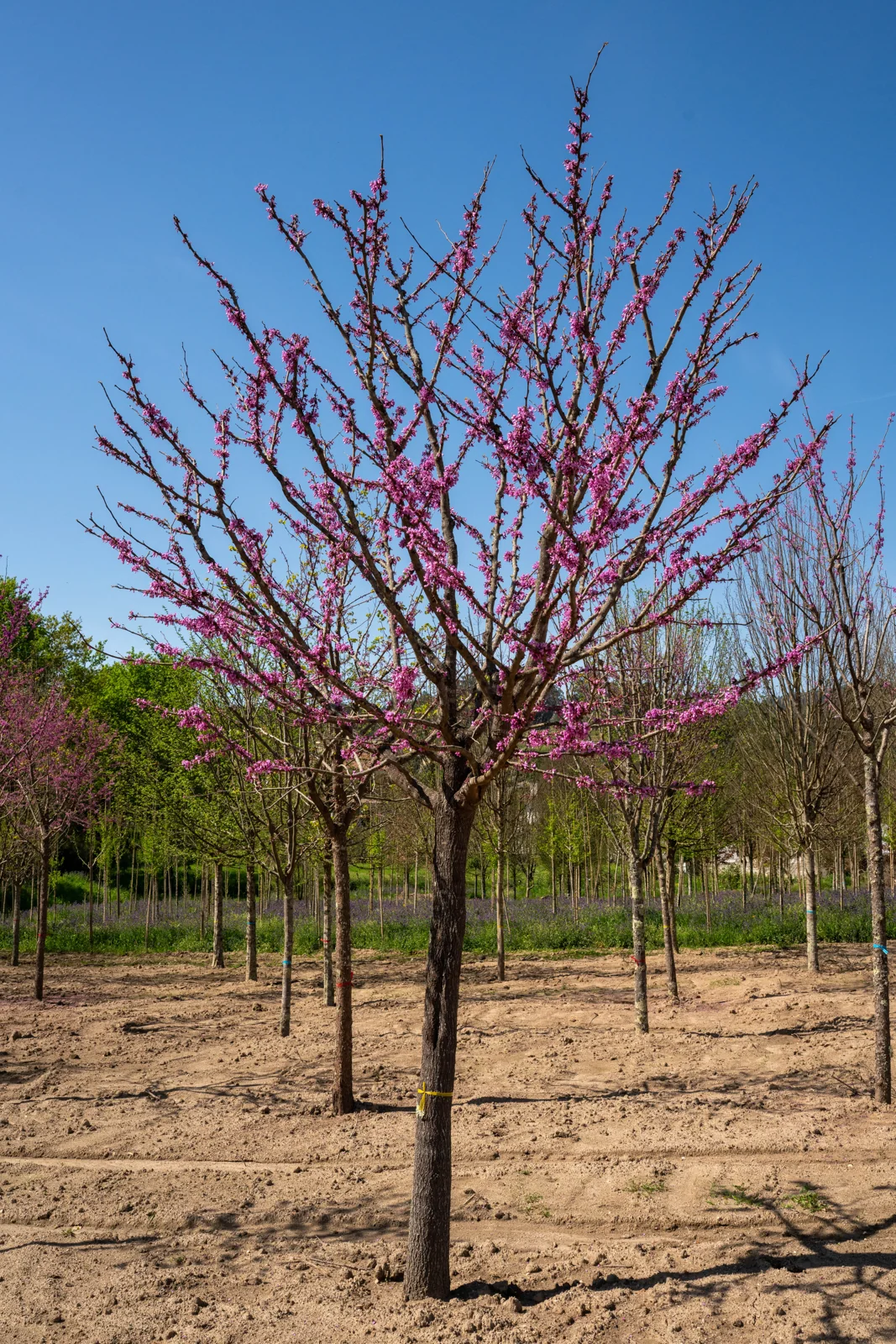 Cercis siliquastrum