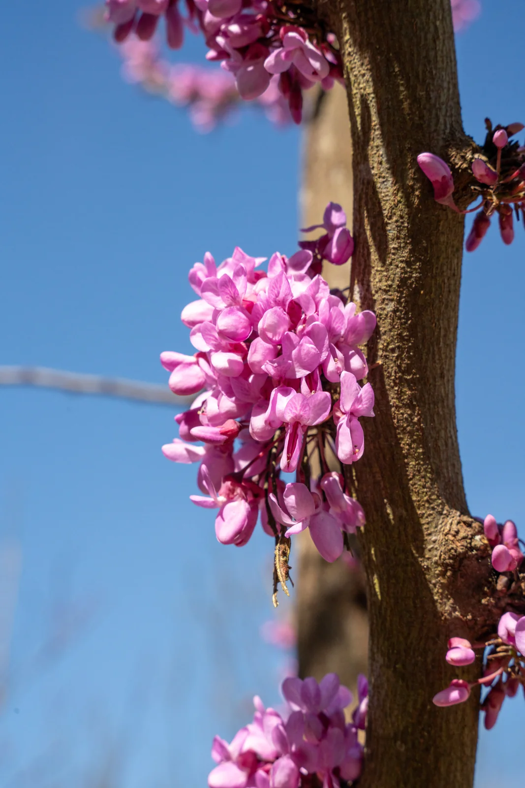 Cercis siliquastrum