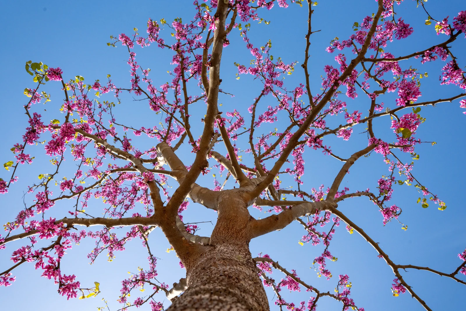 Cercis siliquastrum