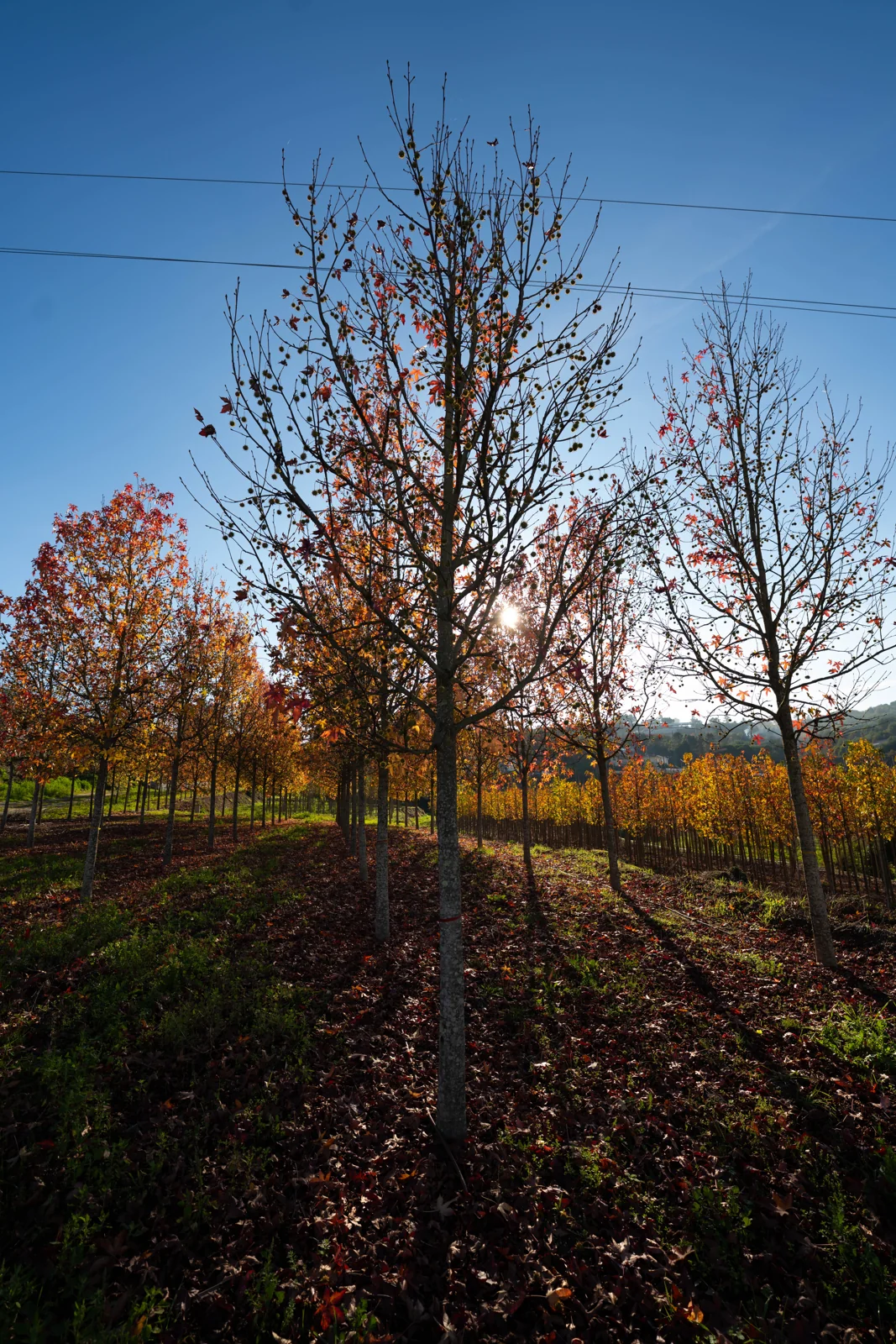 Liquidambar styraciflua 'Palo Alto'