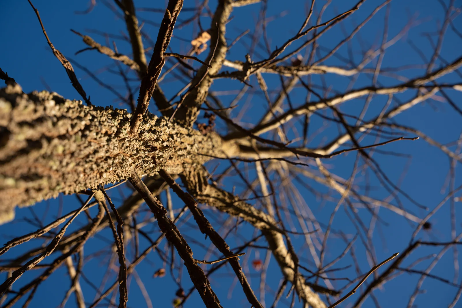 Liquidambar styraciflua