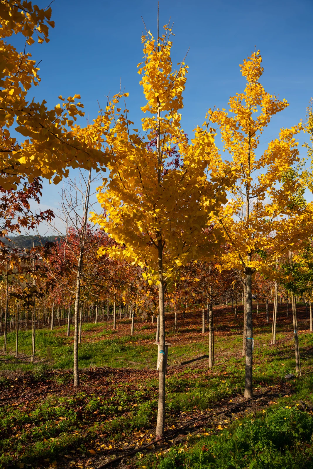 Ginkgo biloba