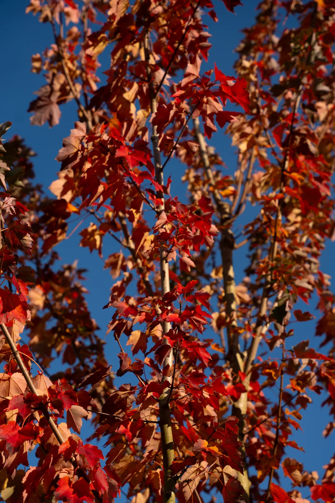 Acer rubrum
