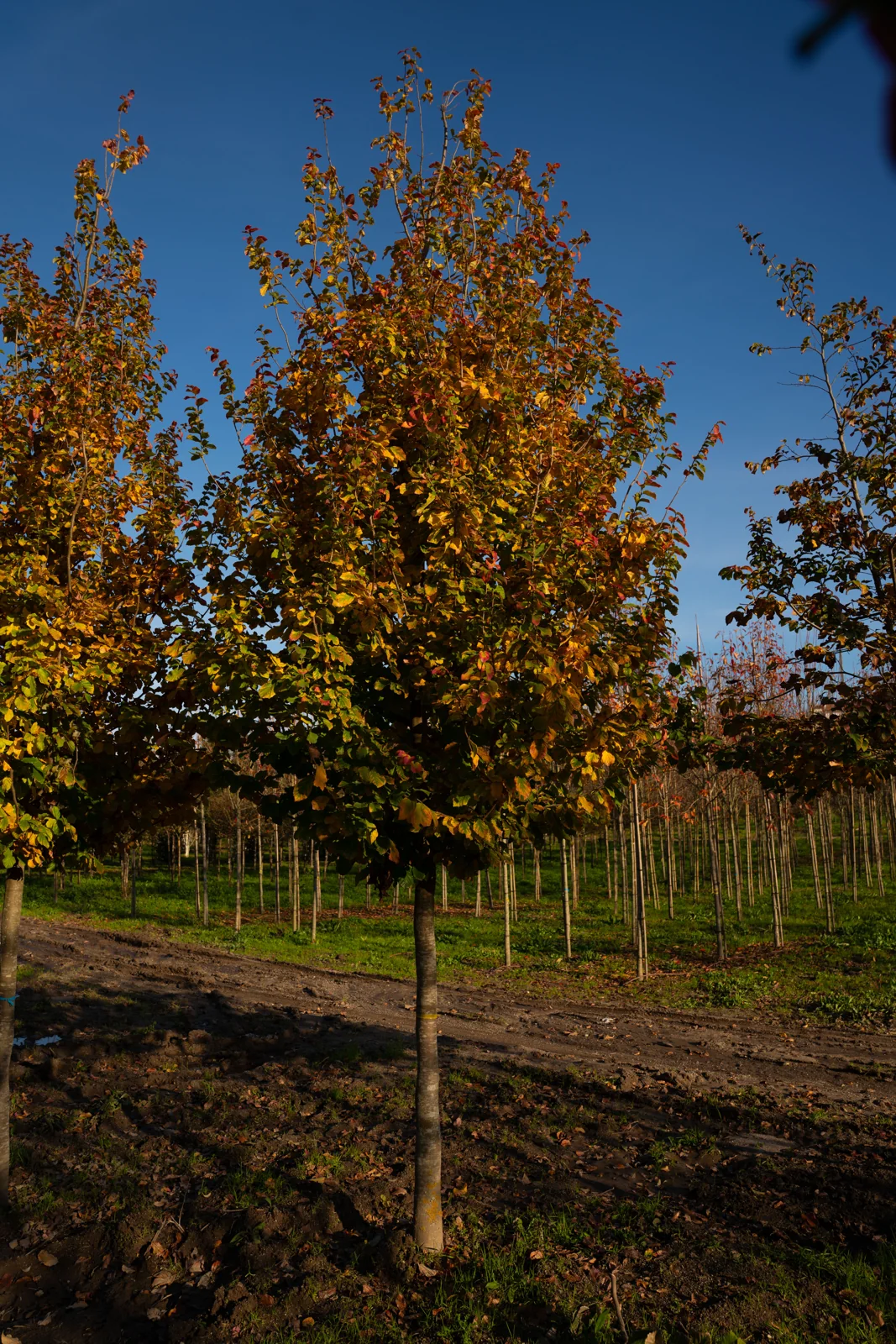 Parrotia persica 'Vanessa'
