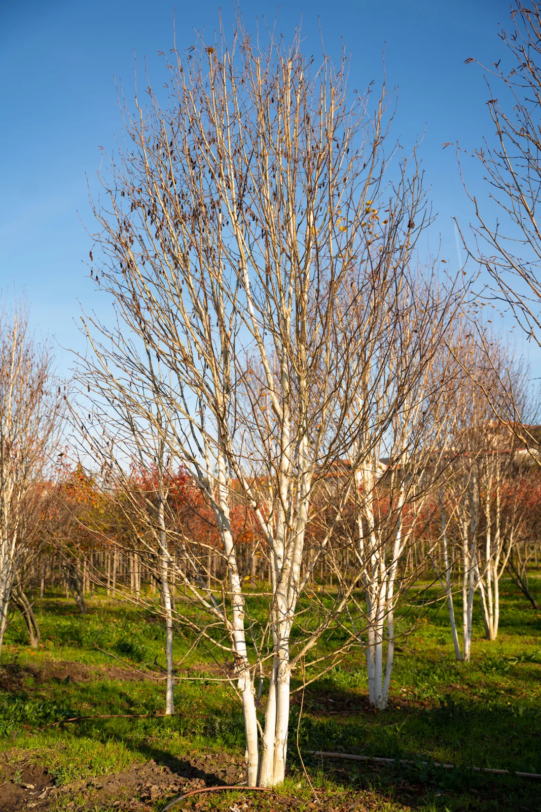 Betula utilis 'Jacquemontii'