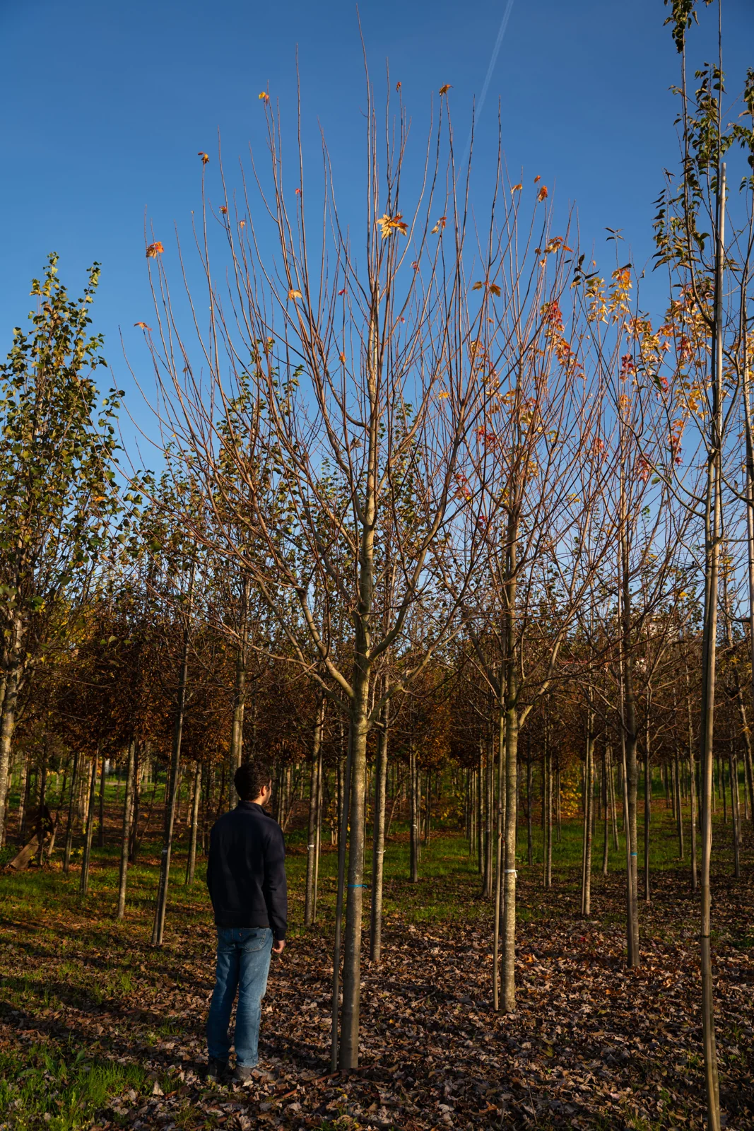 Acer rubrum