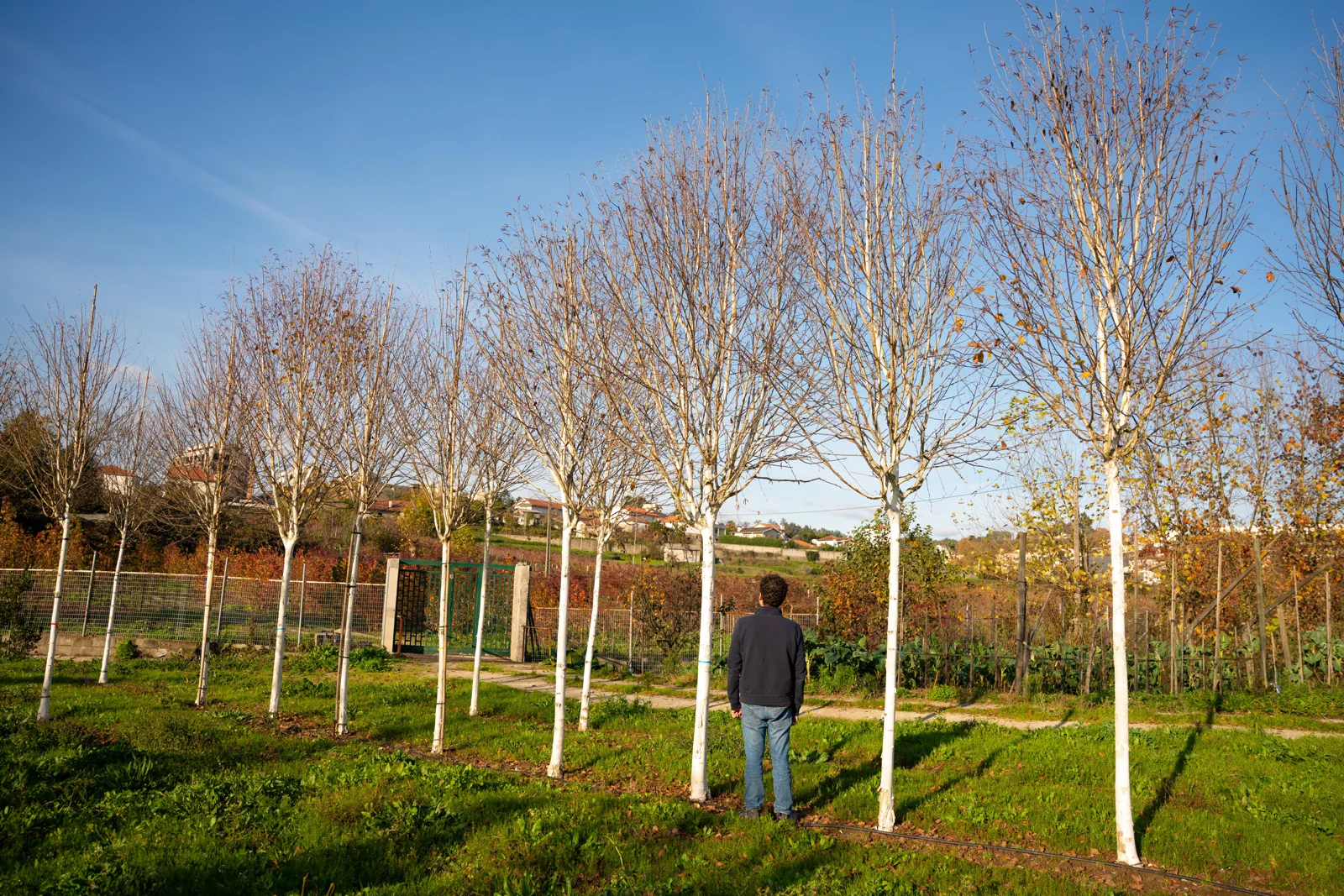 Betula utilis 'Jacquemontii'