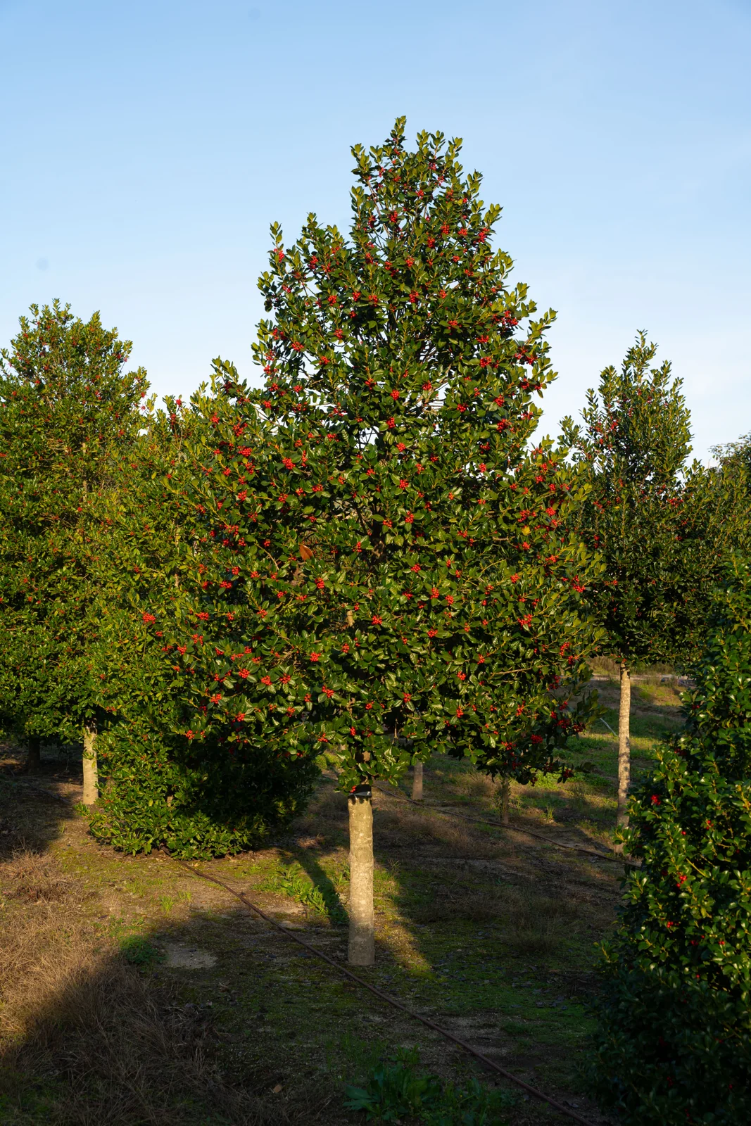 Ilex mutchagara 'Nellie R. Stevens'