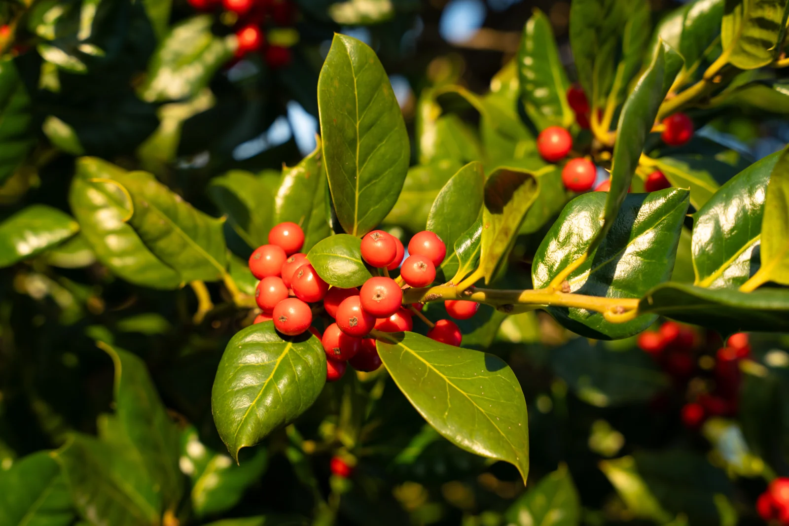 Ilex mutchagara 'Nellie R. Stevens'