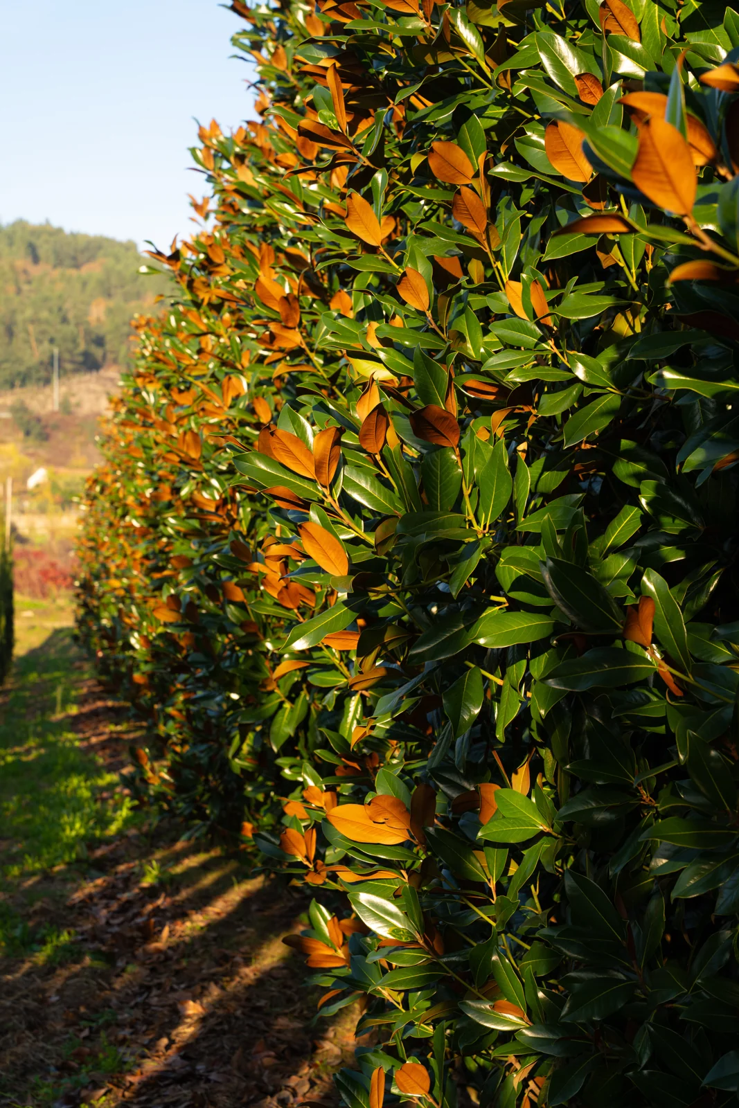 Magnolia grandiflora 'Gallisoniensis'