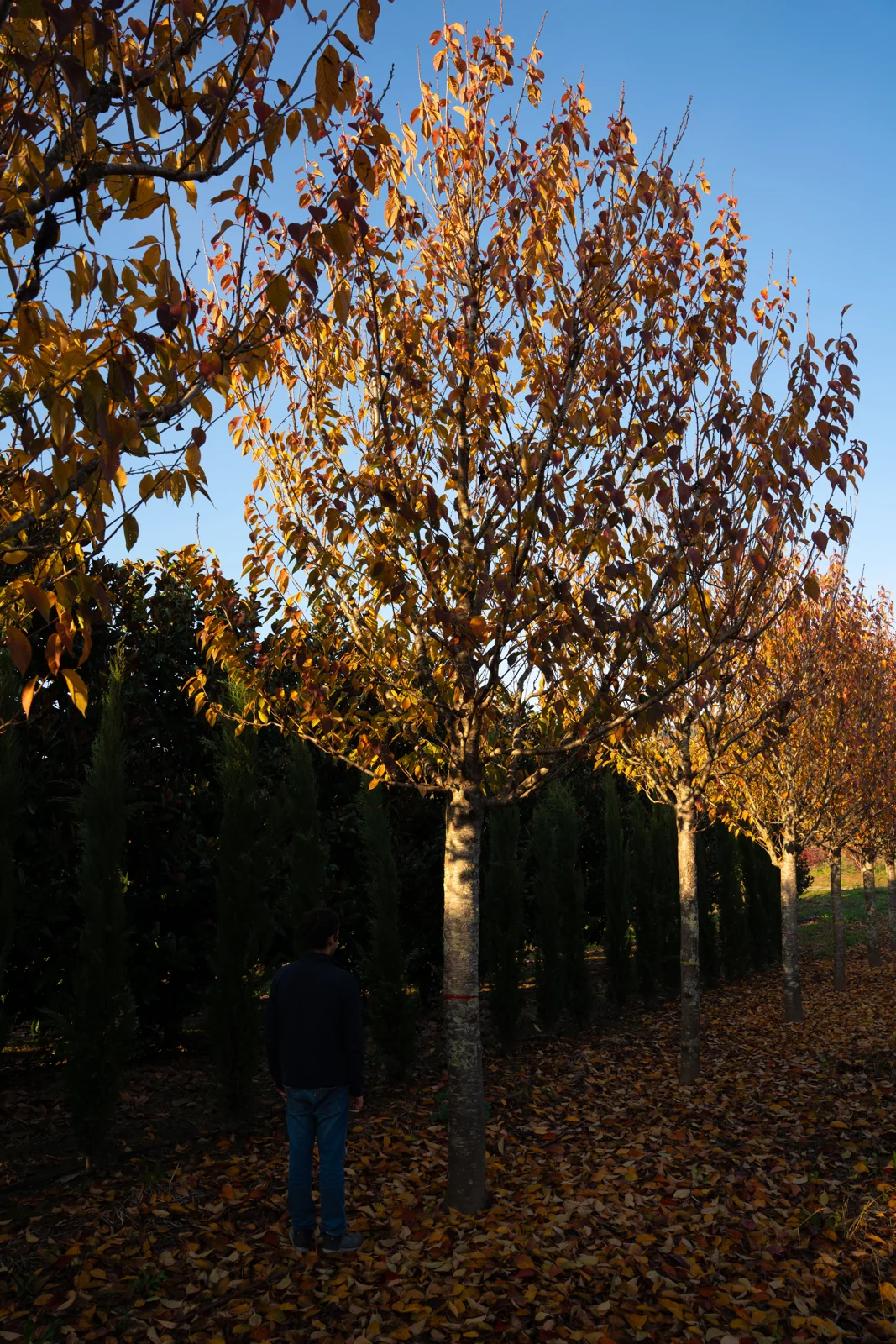 Prunus serrulata 'Kanzan'
