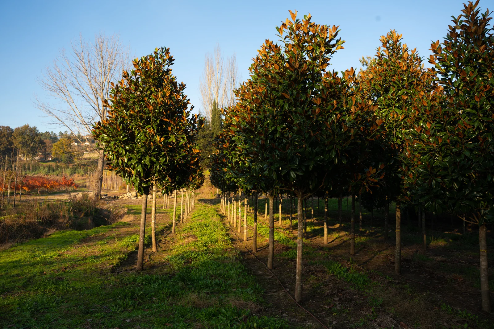 Magnolia grandiflora 'Gallisoniensis'