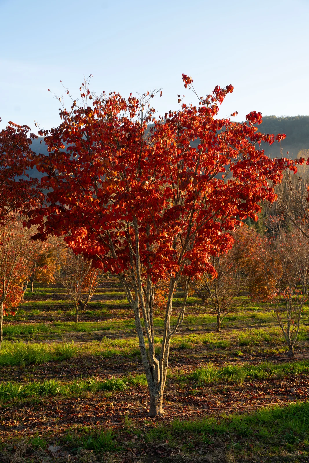 Cornus kousa 'Chinensis'