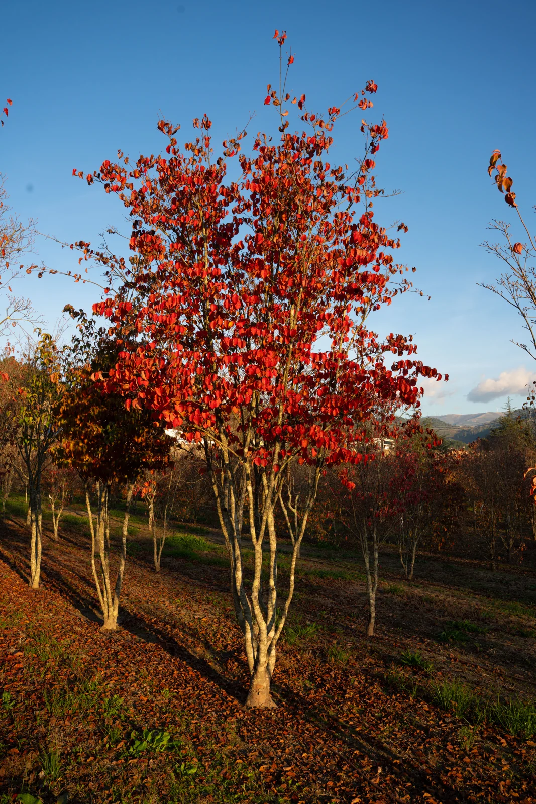Cornus kousa 'Chinensis'