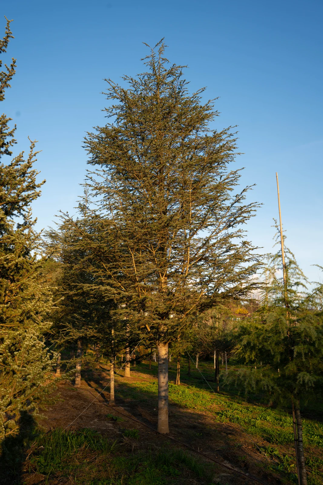 Cedrus atlantica 'Glauca'