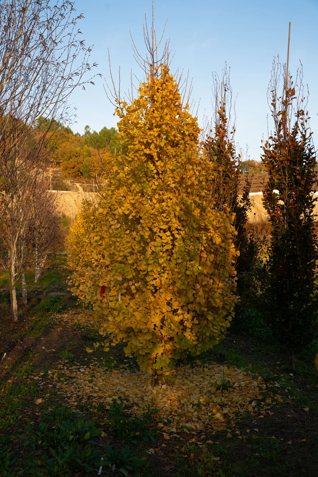Ginkgo 'Blagon'