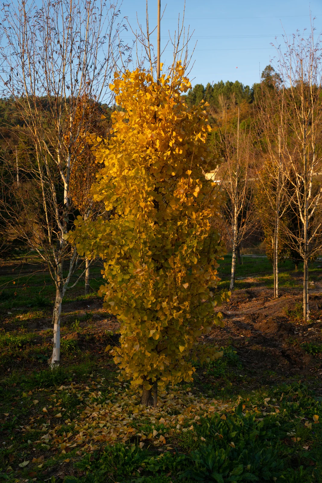 Ginkgo biloba 'Fastigiata'