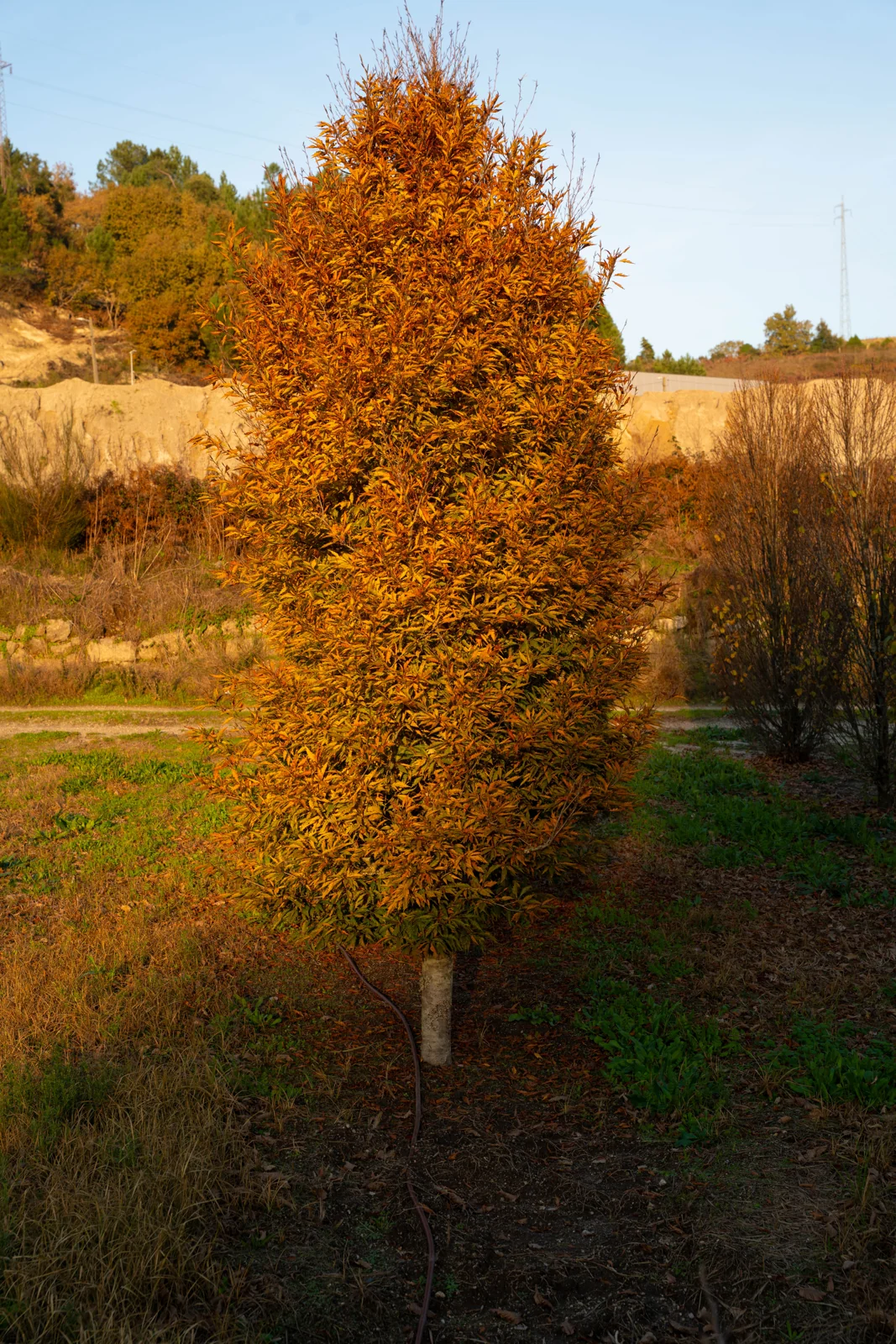 Fagus sylvatica 'Aspleniifolia'