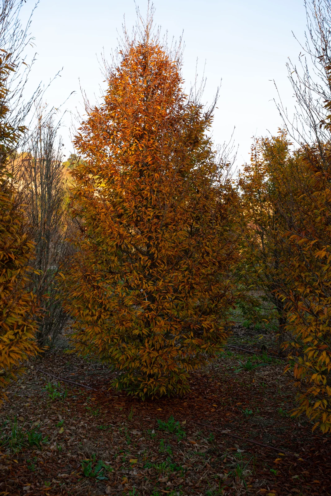 Fagus sylvatica 'Aspleniifolia'