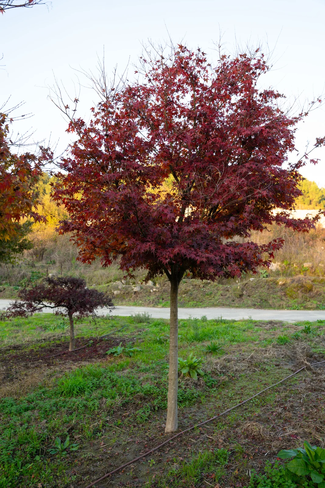 Acer palmatum