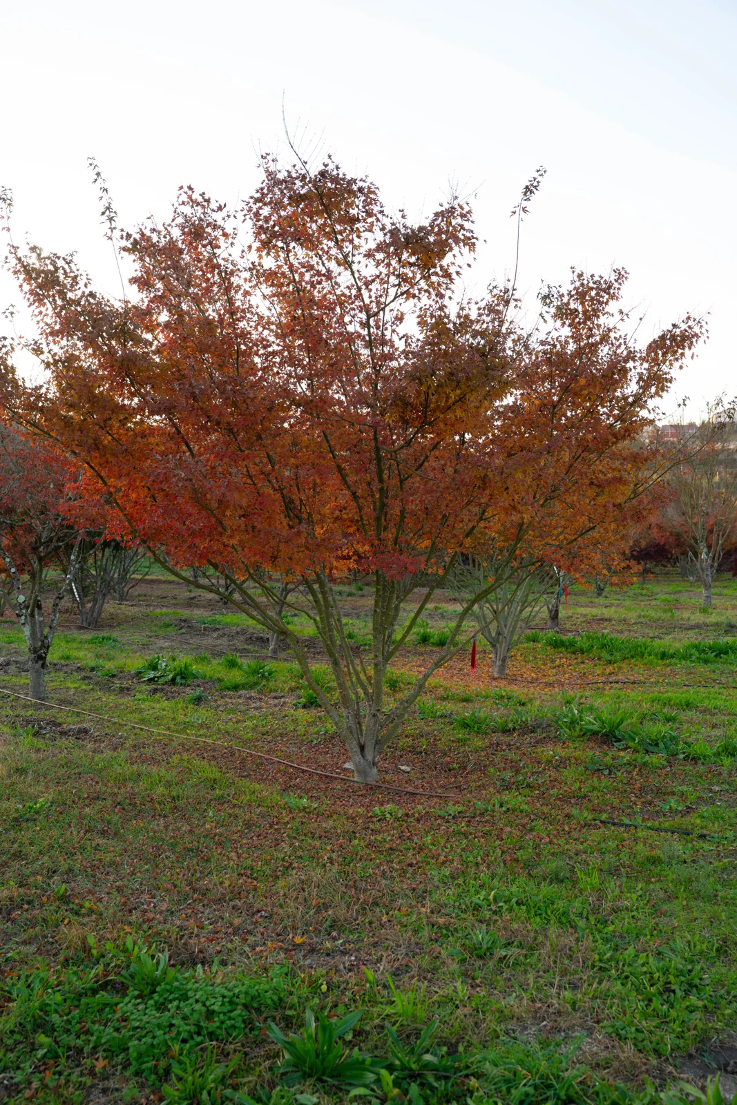 Acer palmatum