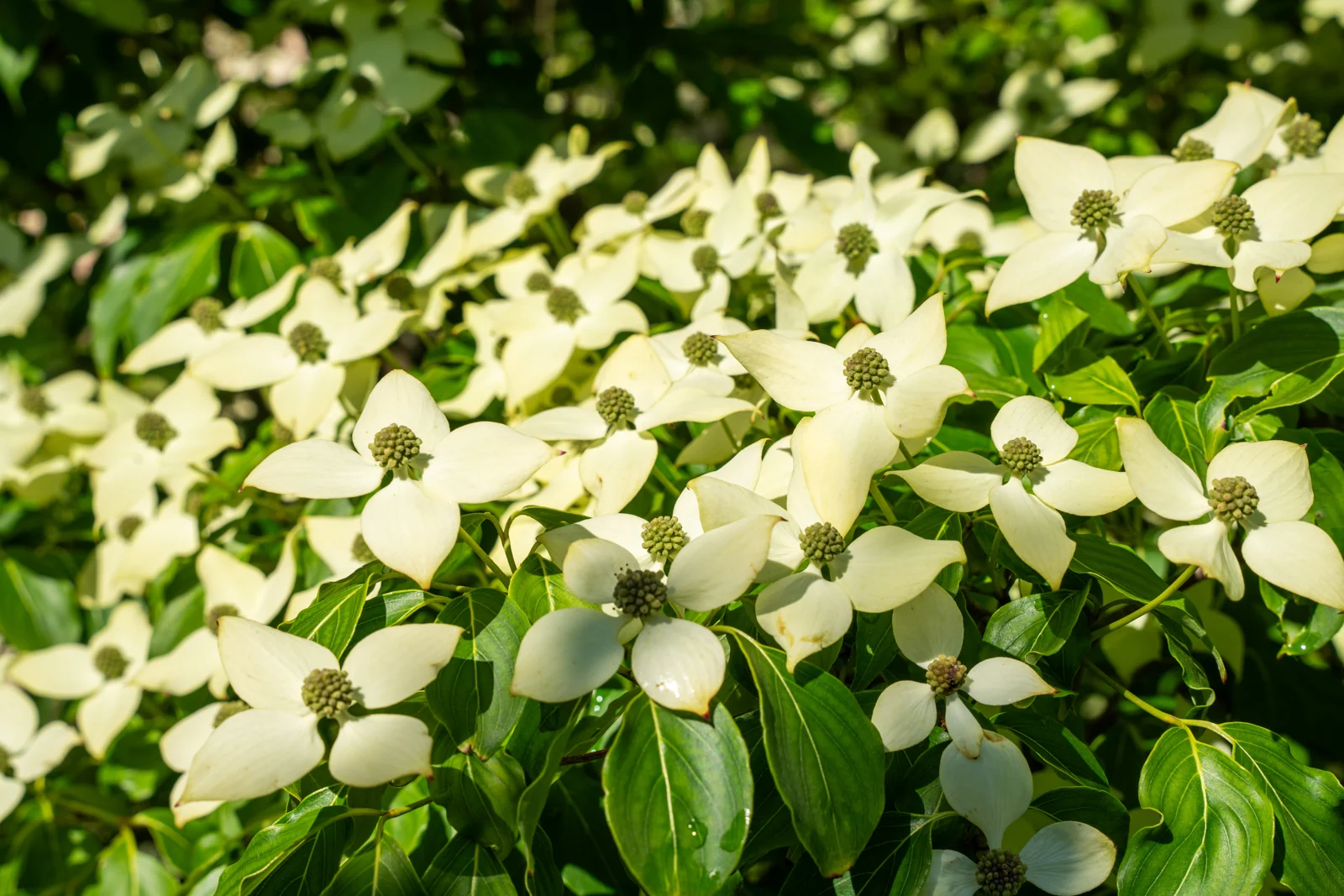 Cornus kousa 'Chinensis'