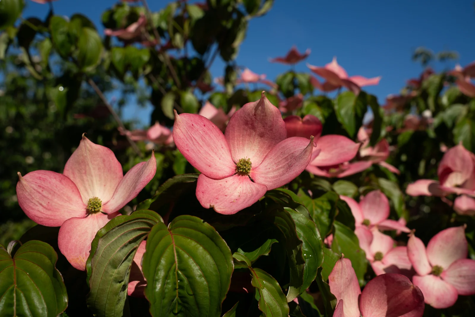 Cornus florida 'Cherokee Chief'