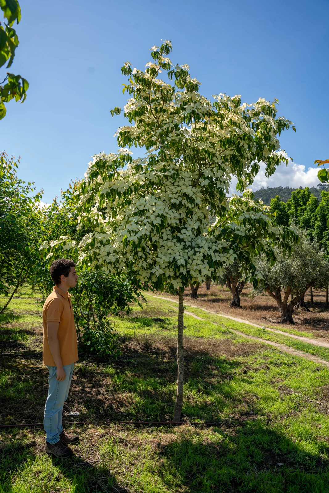 Cornus kousa 'Chinensis'