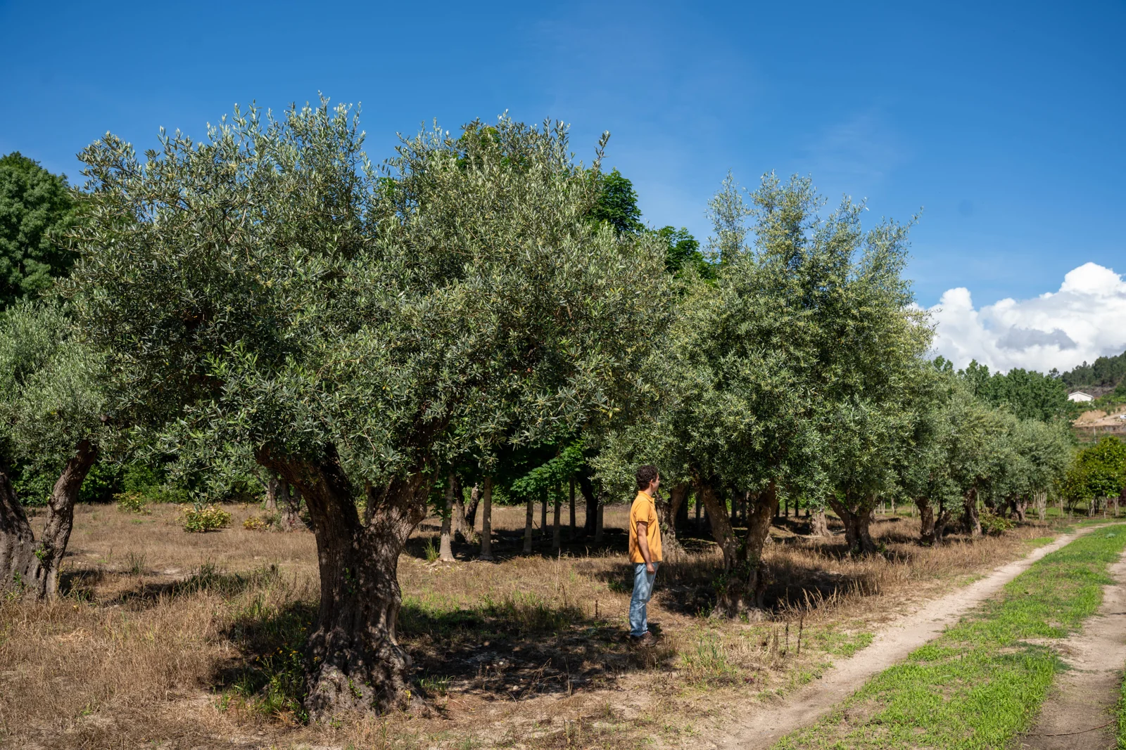 Oliveira