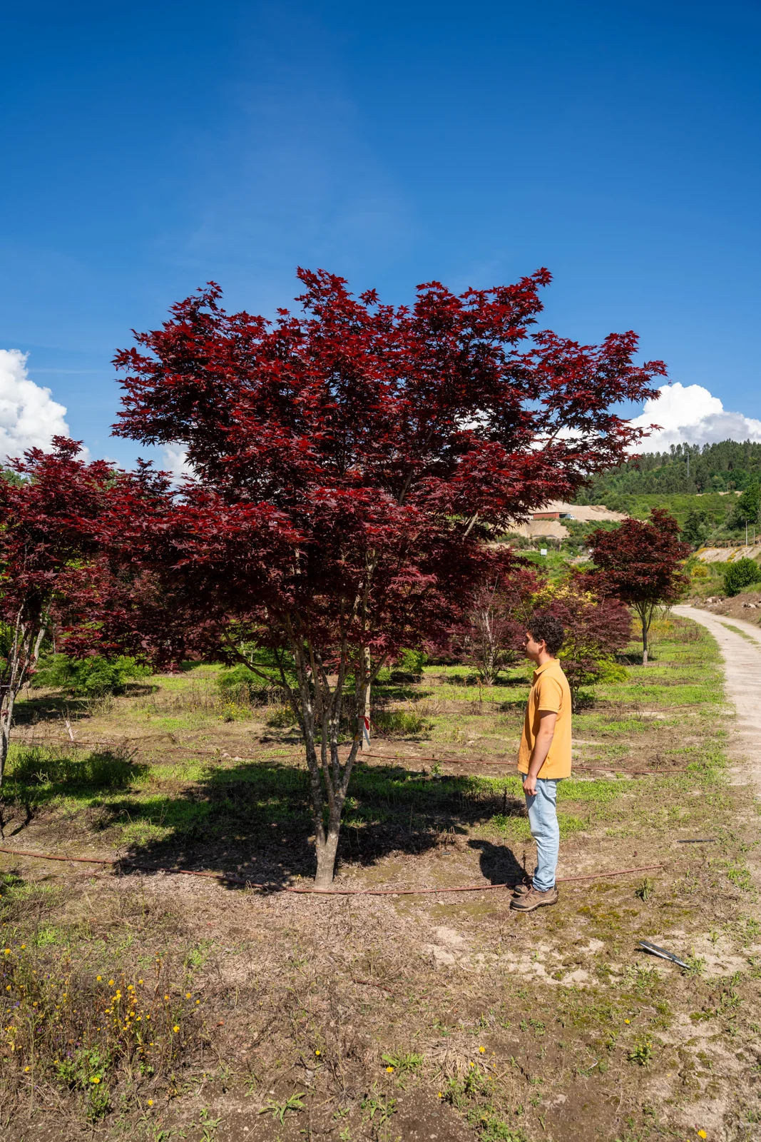 Acer palmatum 'Bloodgood'