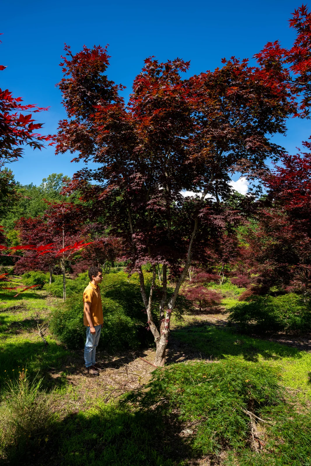 Ácer-japonês 'Atropurpureum'
