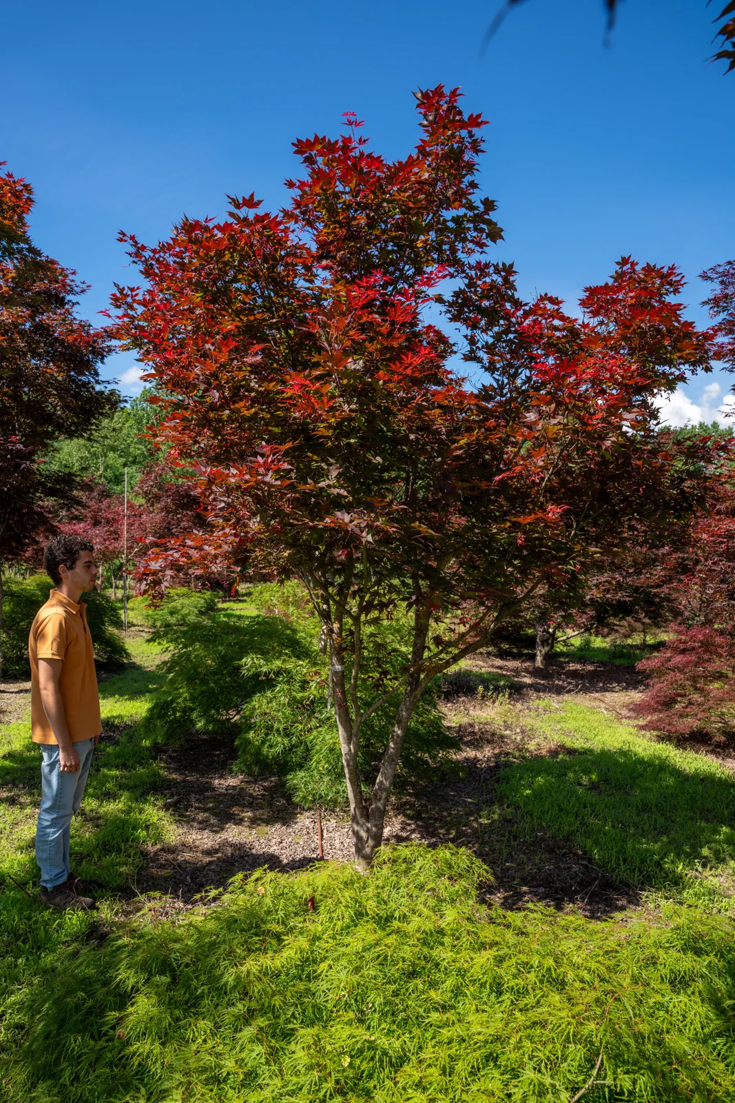 Acer palmatum 'Fireglow'