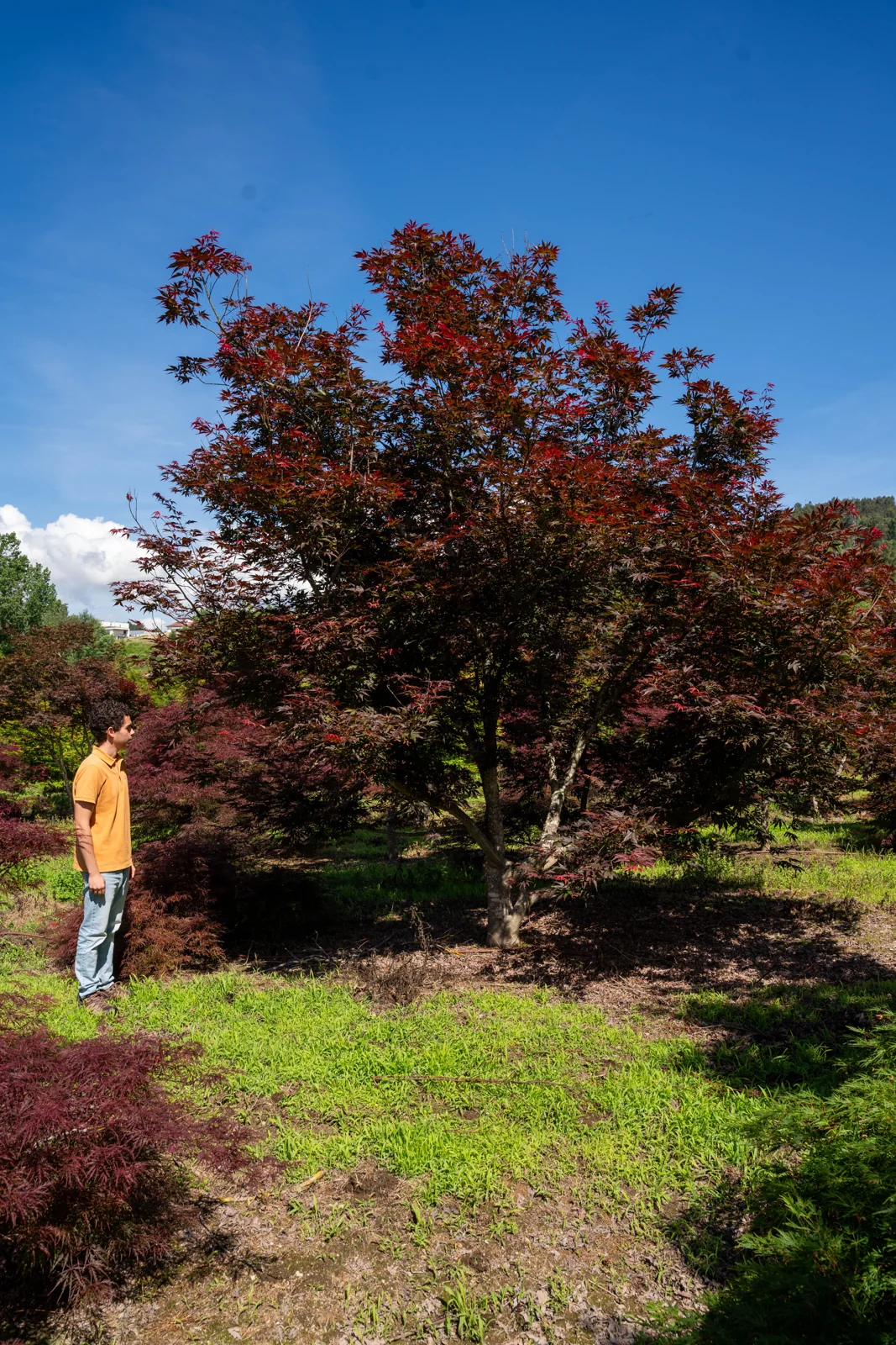 Acer palmatum 'Atropurpureum'