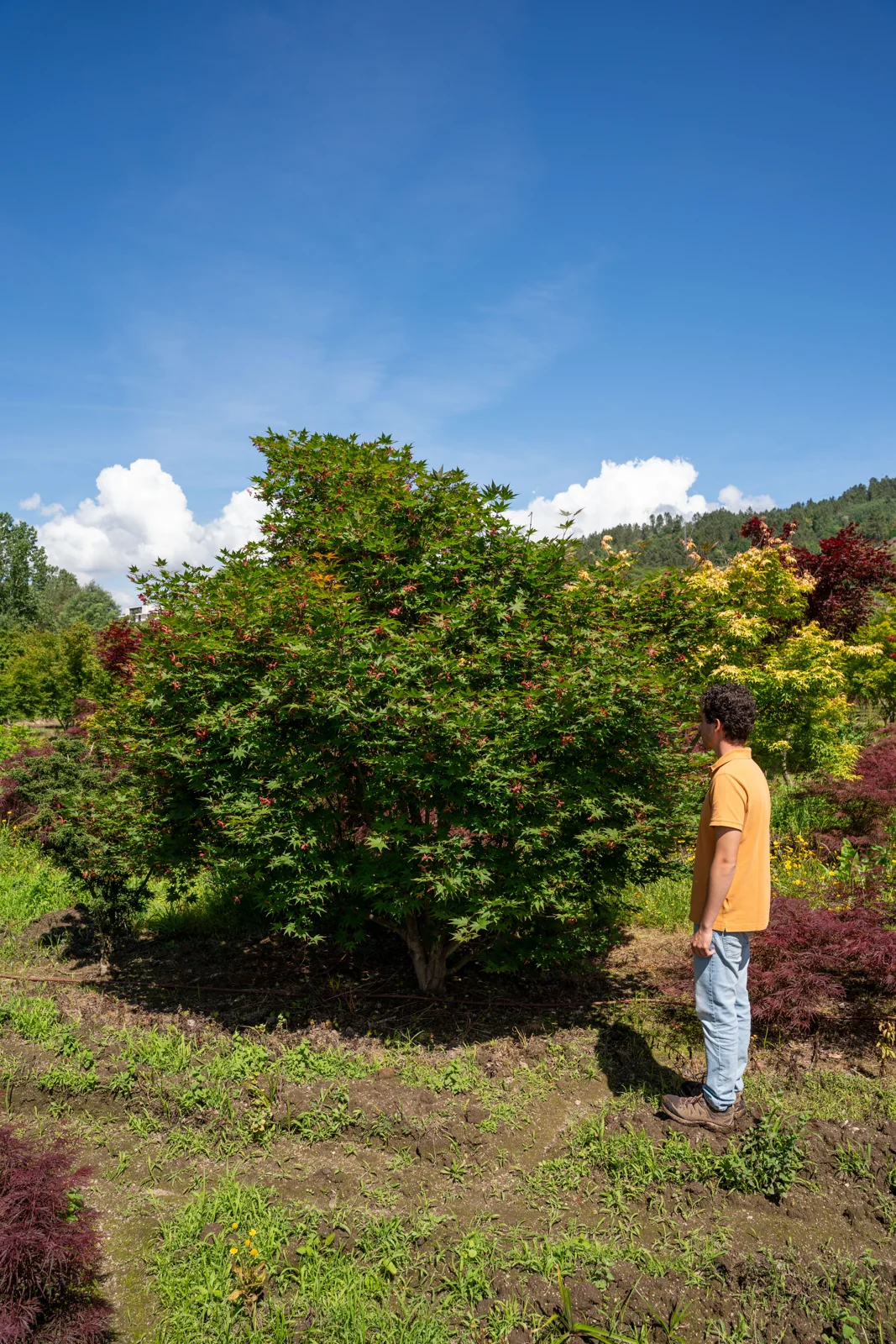 Acer palmatum 'Osakazuki'
