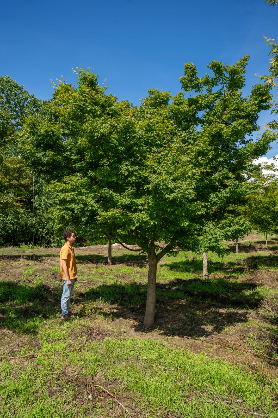 Acer palmatum