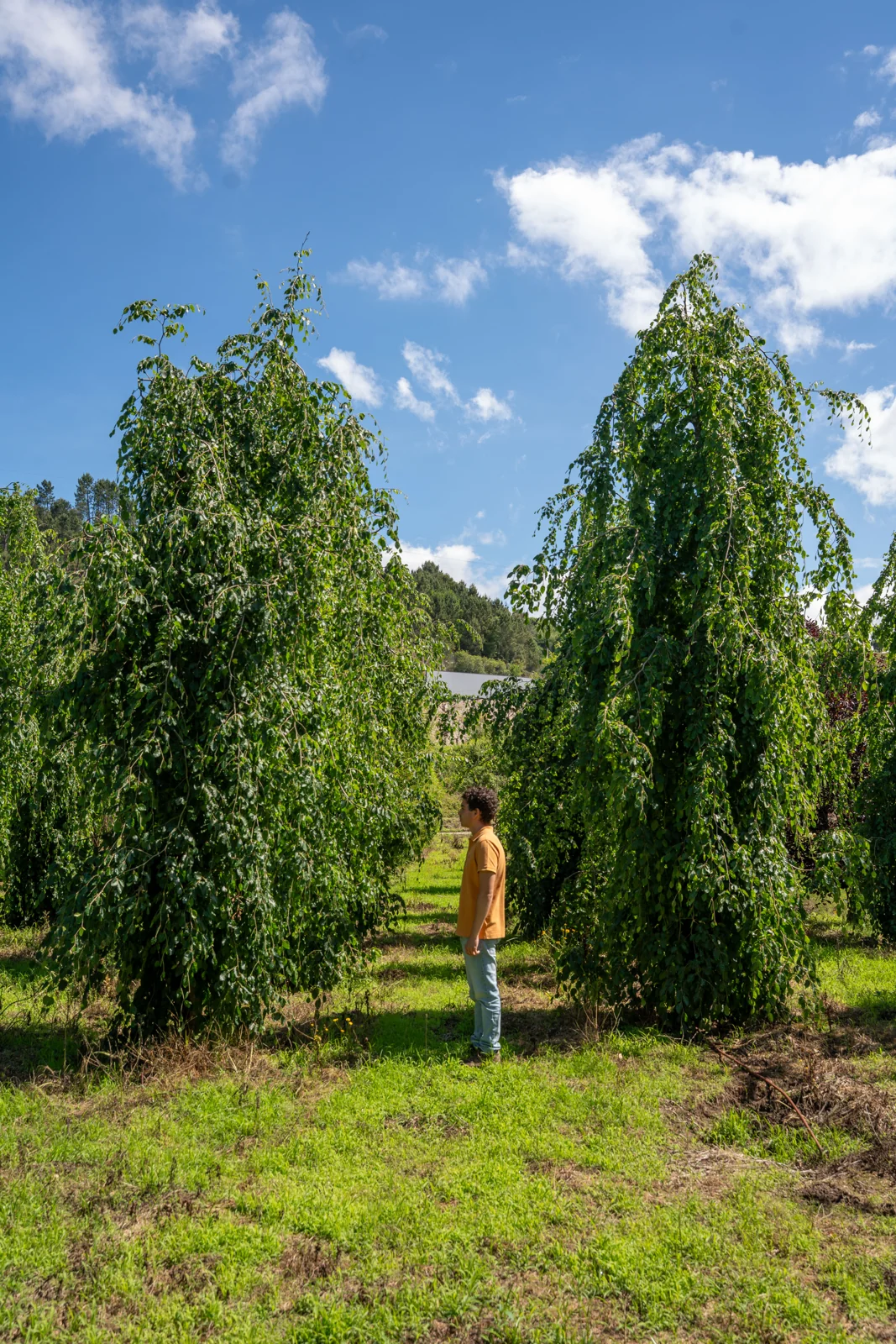 Faia 'Pendula'