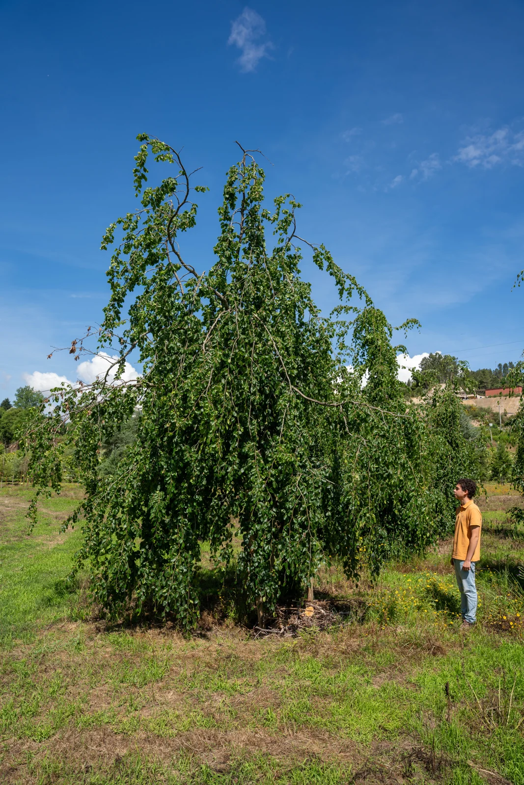 Fagus sylvatica 'Pendula'