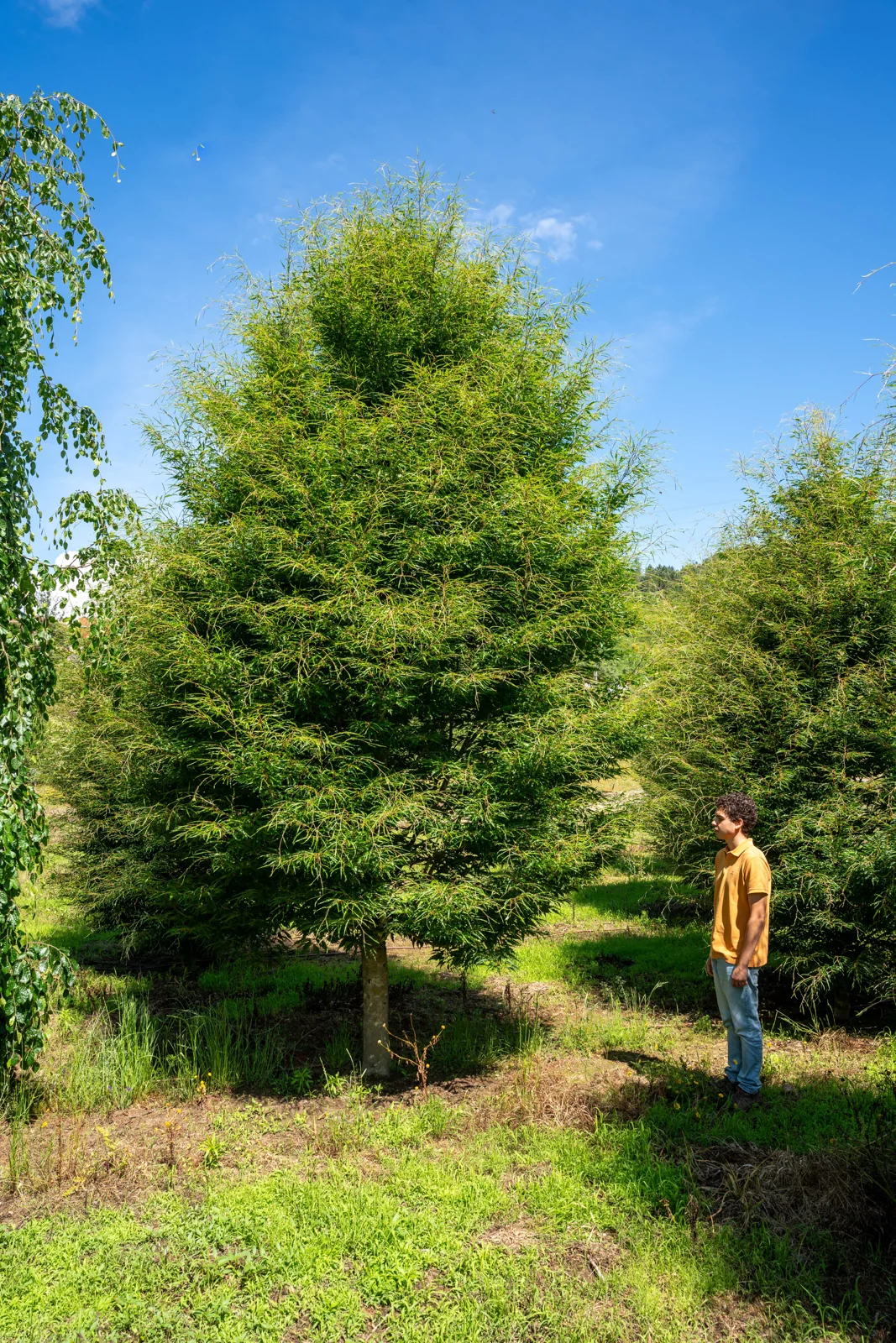 Fagus sylvatica 'Aspleniifolia'