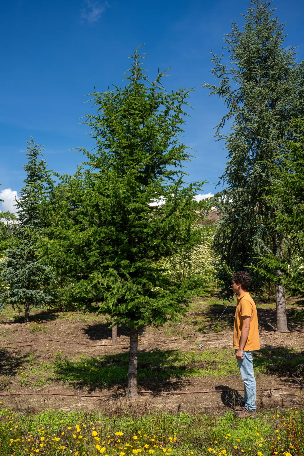 Cedrus libani
