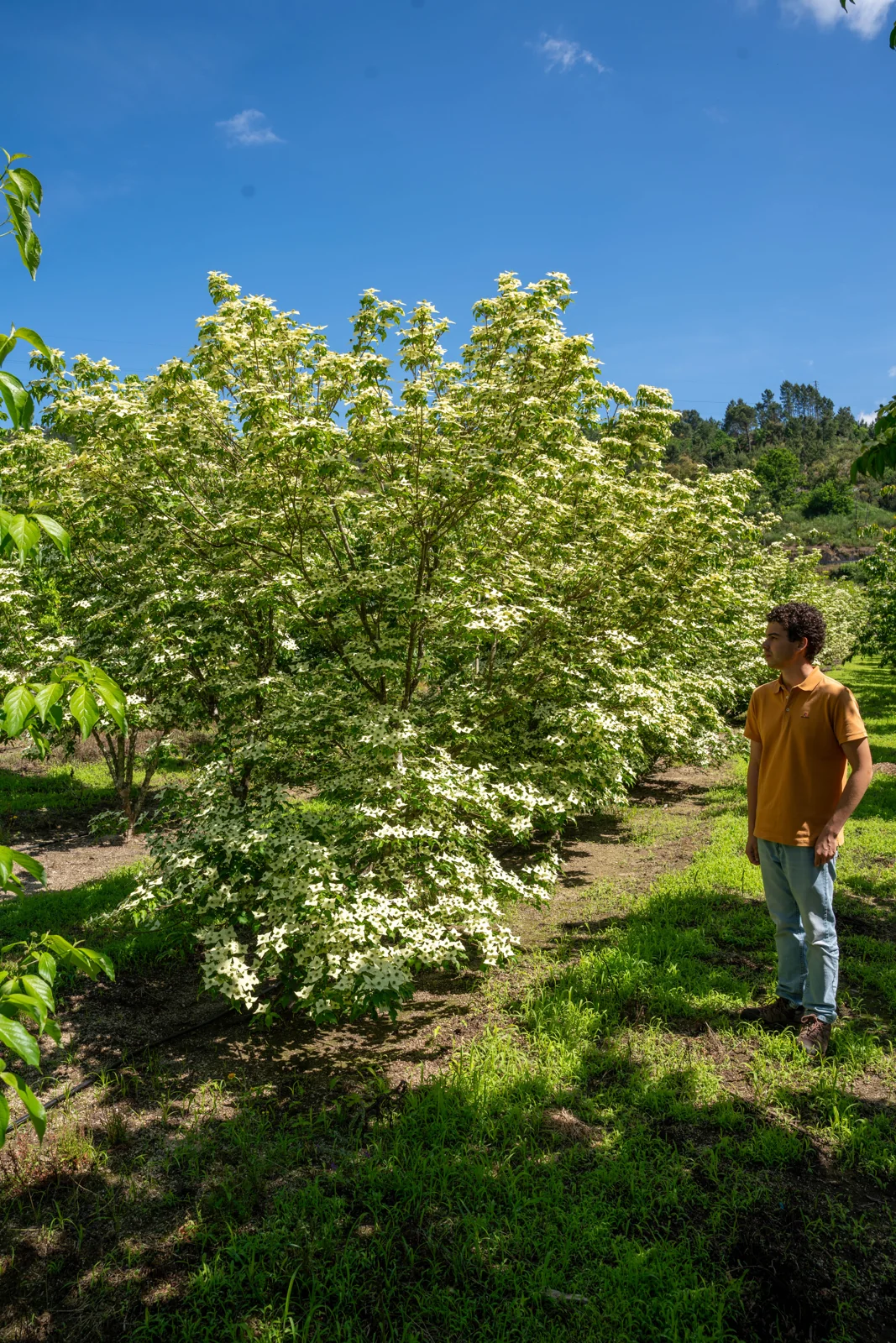 Cornus kousa 'Chinensis'