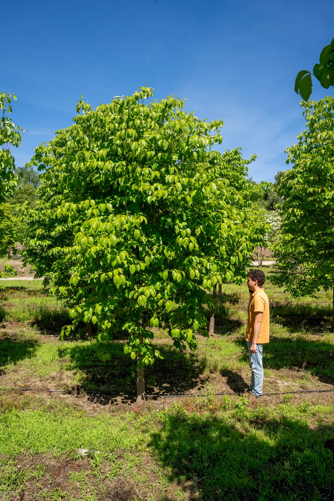 Cornus florida