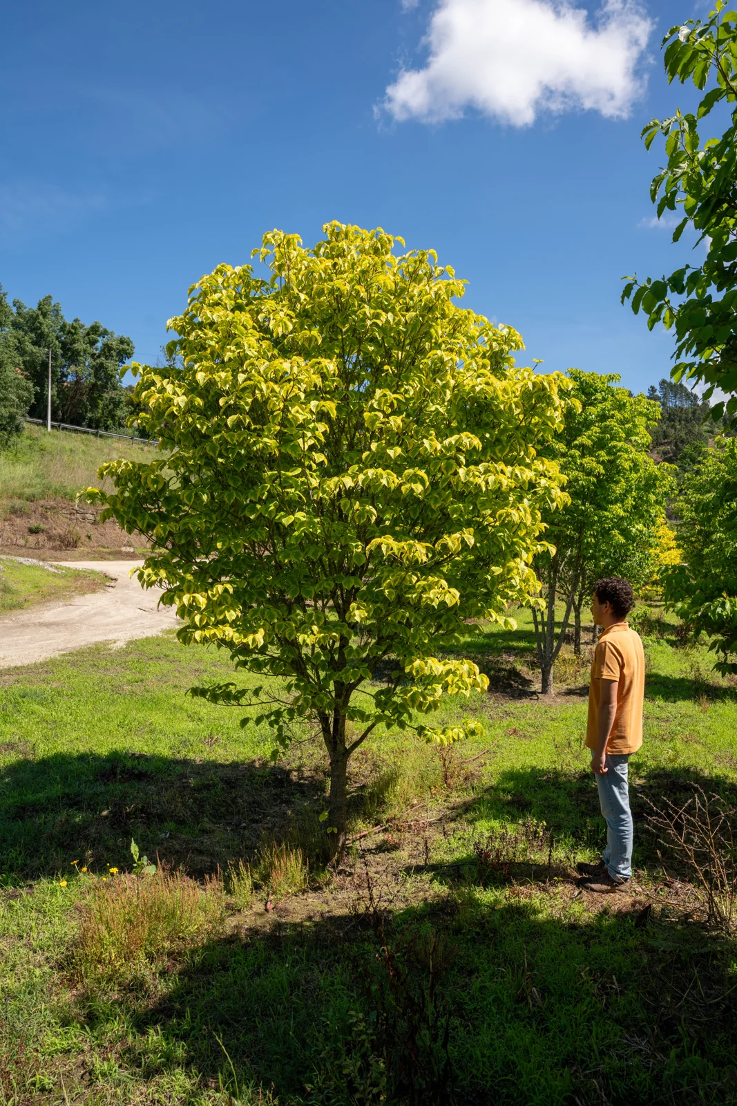 Cornus florida 'Rainbow'
