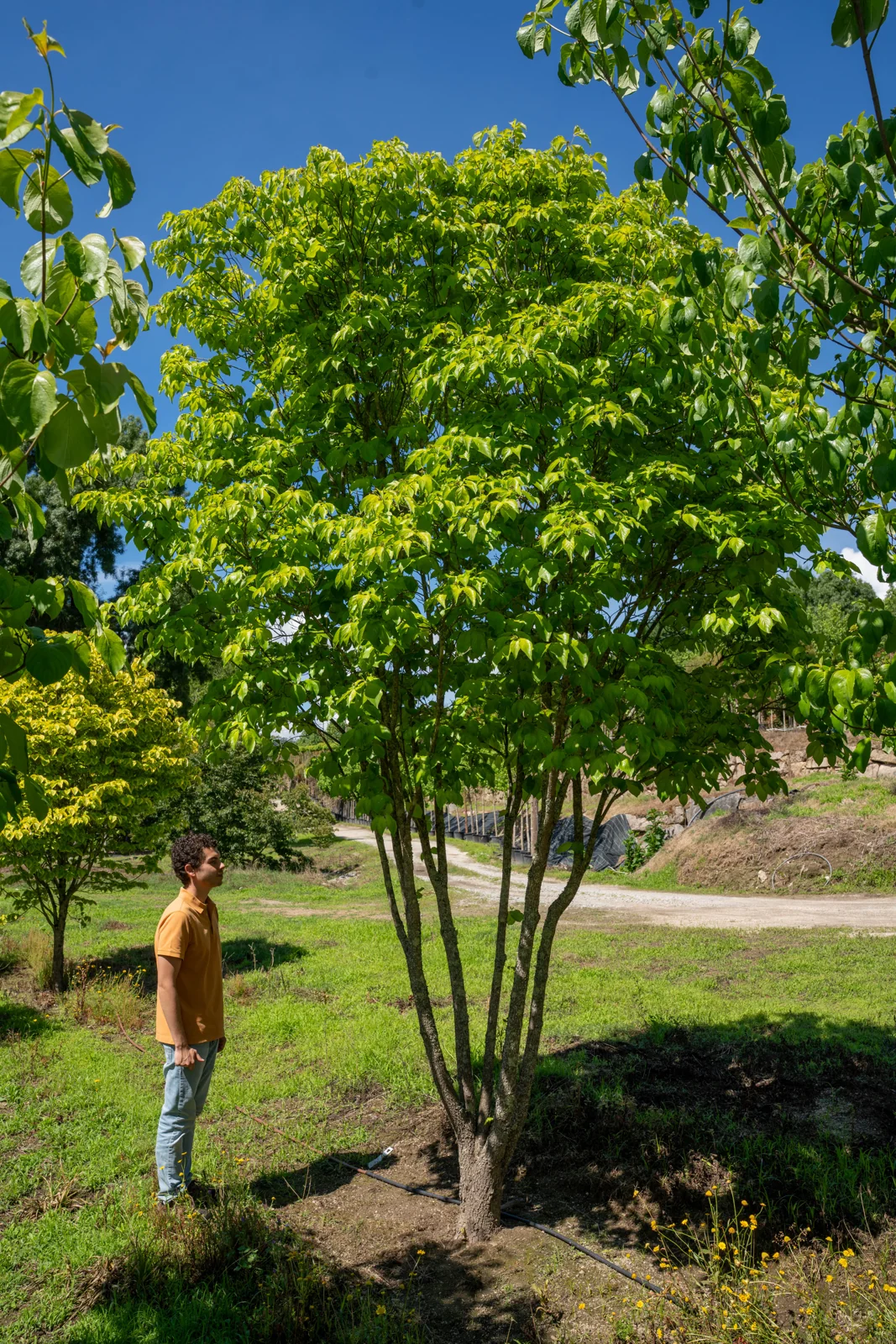 Cornus florida