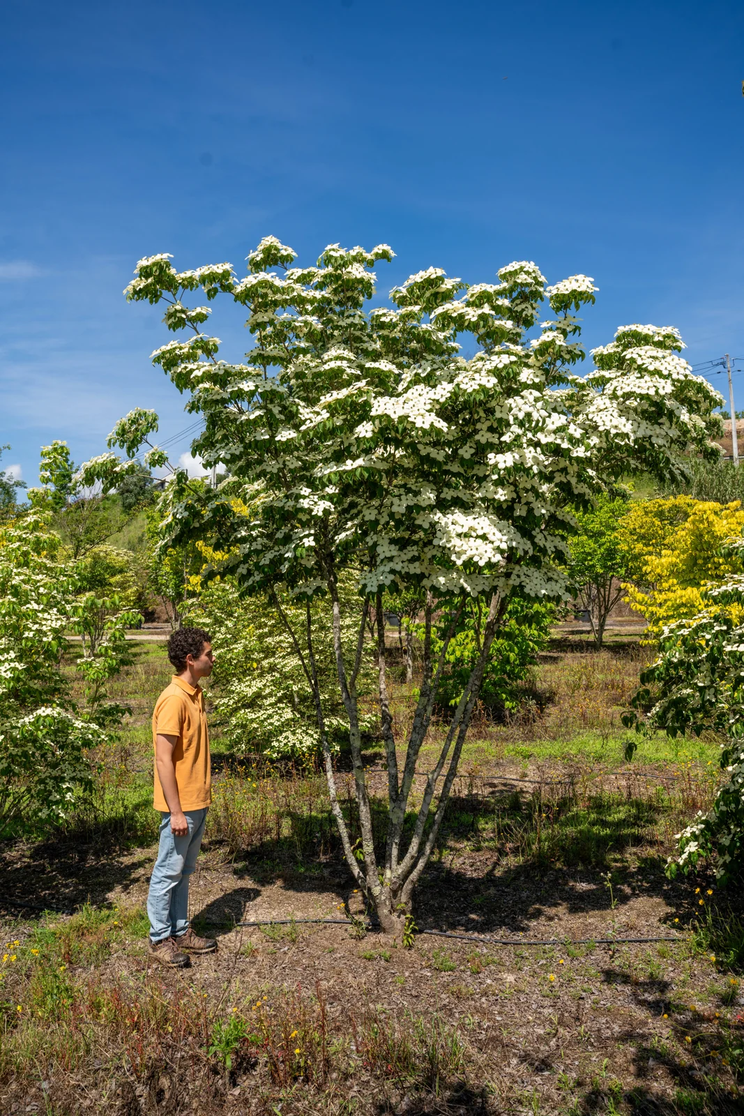 Corniso-japonês 'Chinensis'