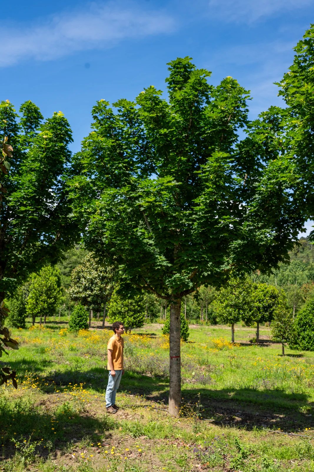 Acer platanoites 'Columnare'