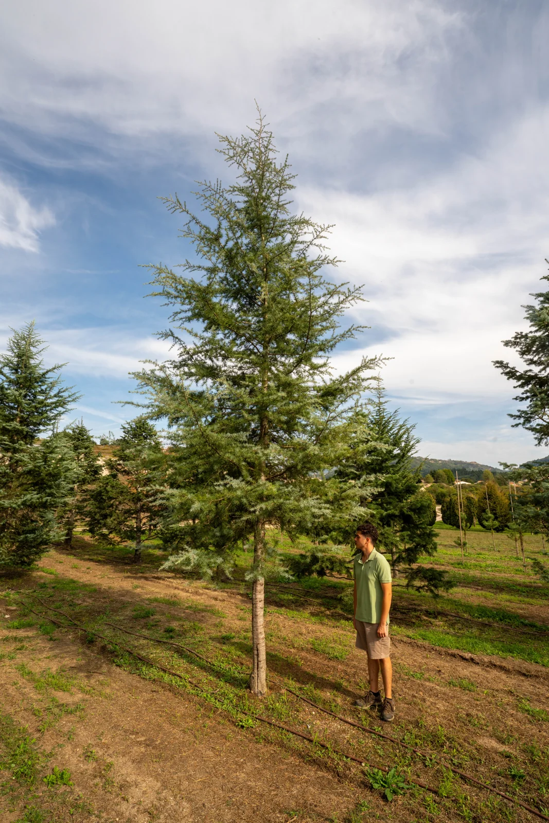 Cedrus deodara