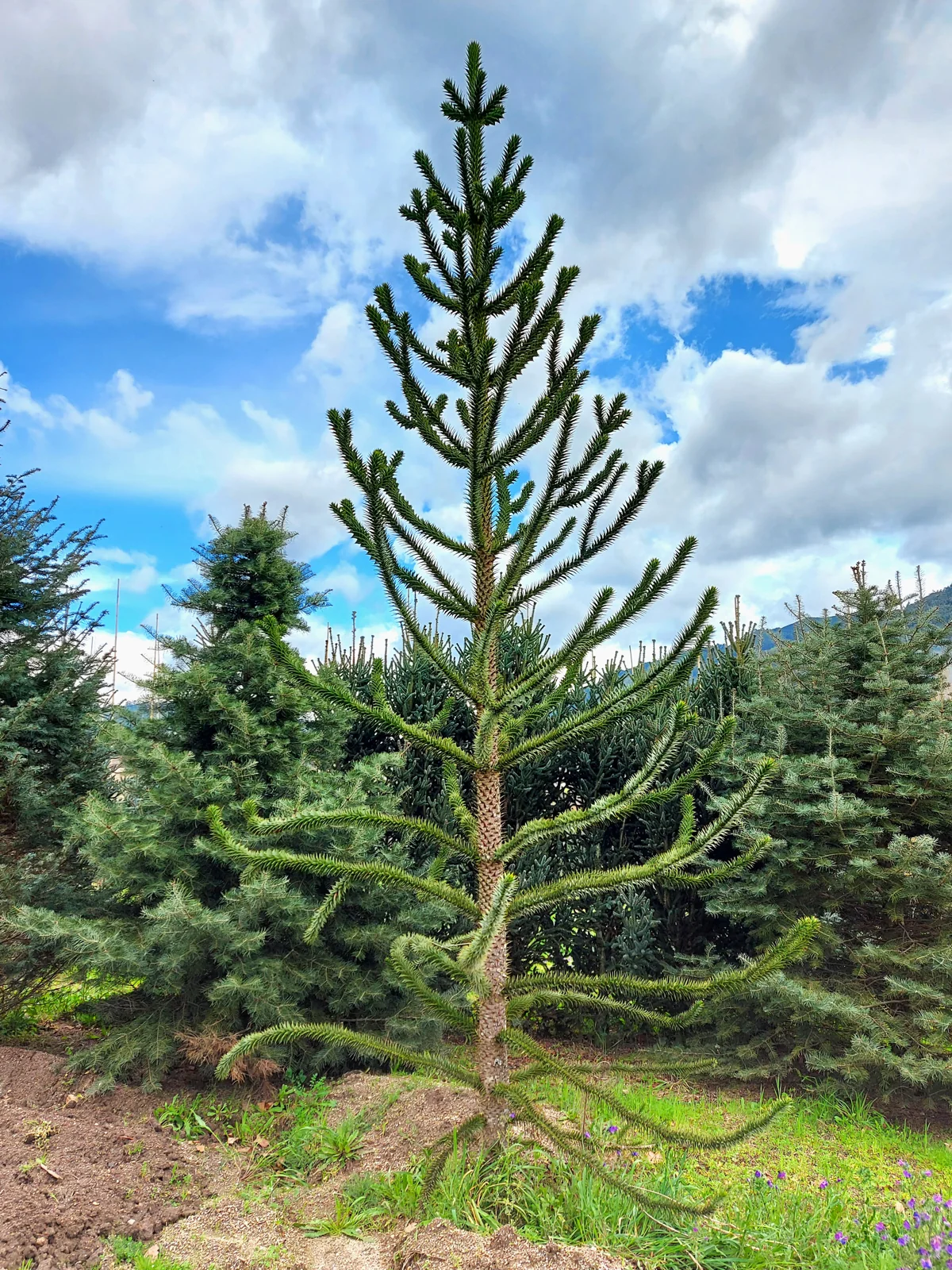 Araucaria araucana