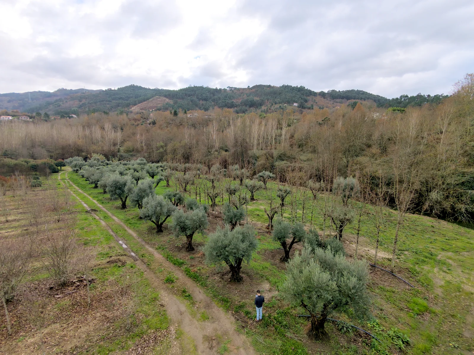 Olea europaea