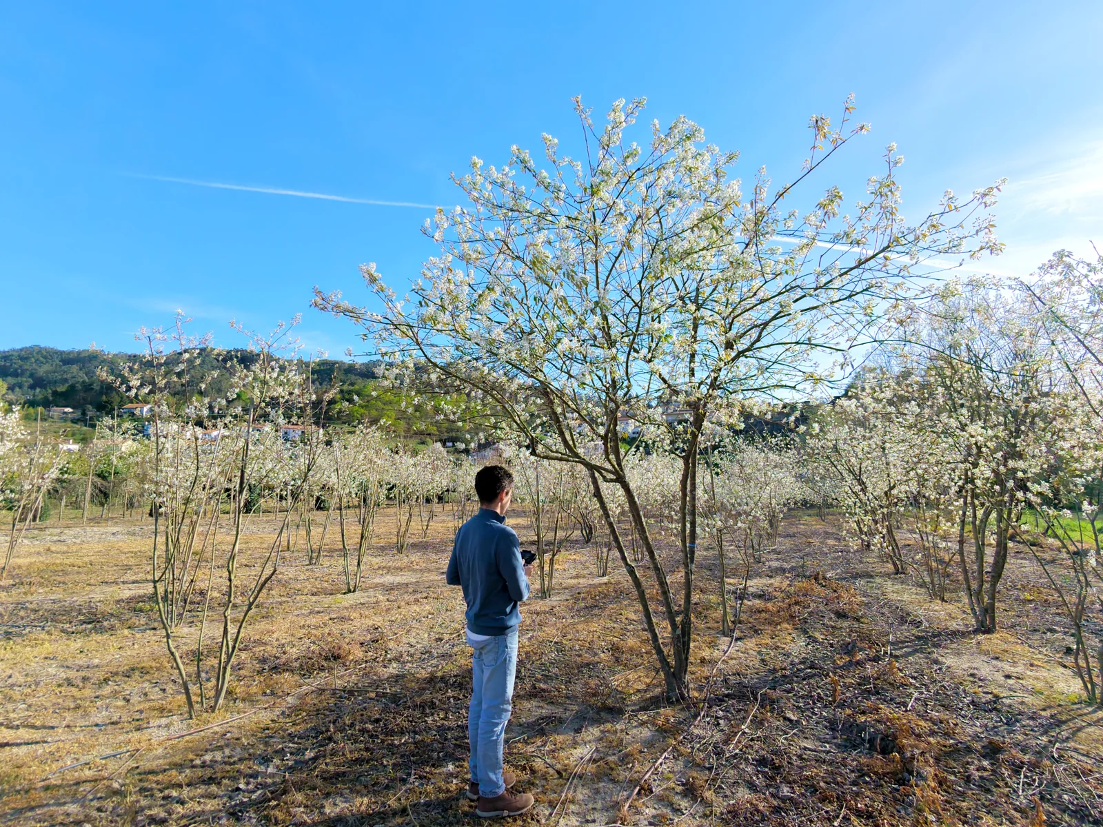 Amelanchier lamarckii